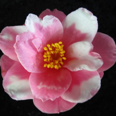 Shibori-egao